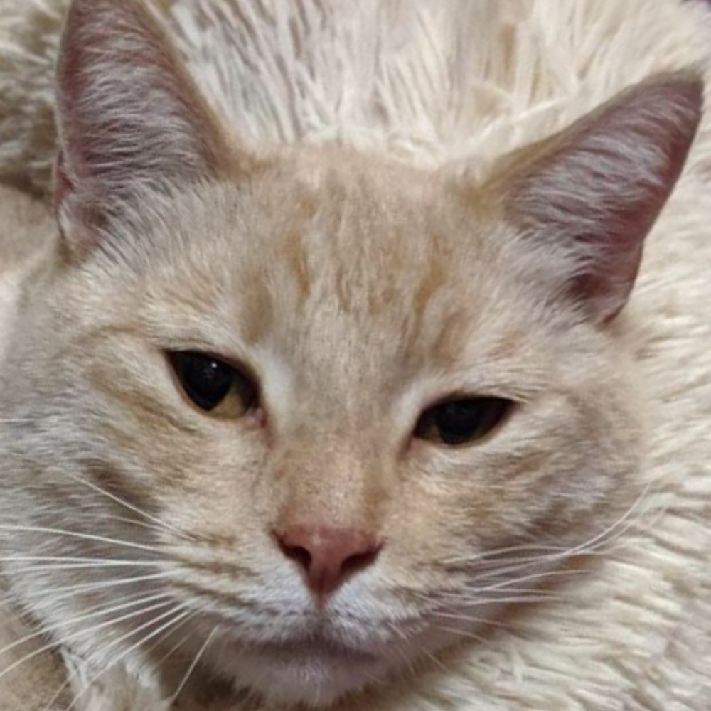 Meet your Posher, Karena